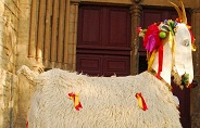 la chèvre de Montagnac
